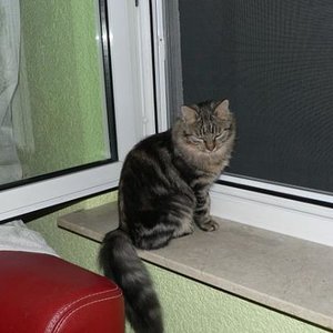 Petro mit 6 Monaten
Mainecoon- Norweger- Mix