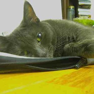 Cashi was meinst Du mit Deine Laptophuelle?