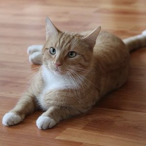 Ja, klar haben wir den Fußboden passend zum Kater ausgesucht.