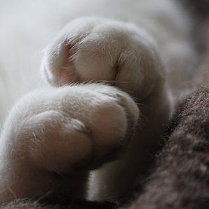 Wessen Pfoten das wohl sind...