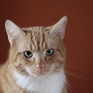 Onno. Besondere Kennzeichen: dicke O-Beinchen, leichter Silberblick