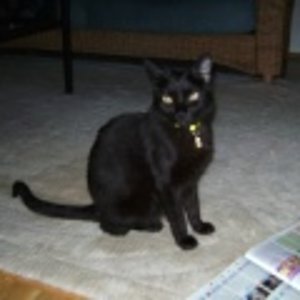 Mia mit Blitz komprimiert