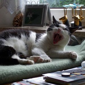 Beim gähnen erwischt *g*