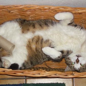 Unser Kater und seine Figuren ;-)