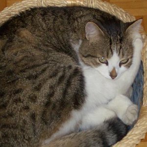 Simba's Lieblingskörbchen :-)