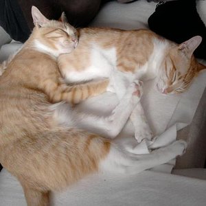 Ich habe euch sehr lieb