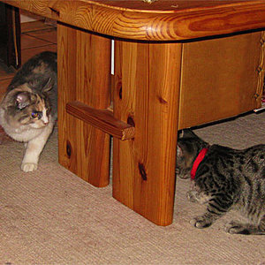 Quiky (rechts) und Arya (links)