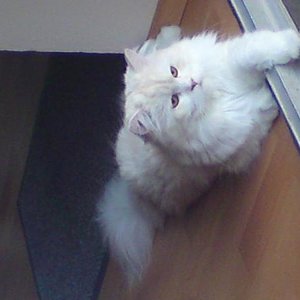 Mein Liebling "Gizmo"