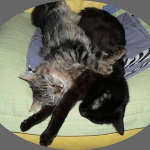 Petro und Bruno beim Schönheitsschlaf 
so süss die 2