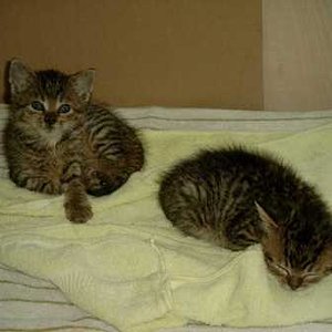 Tom und Jerry ganz klein. Meine zwei ausgesetzten Müllkinder, die man im Alter von ca. 2-3 Wochen gerettet hat.