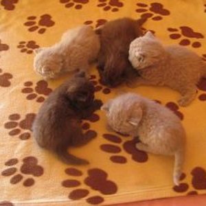 Meine süssen kuscheln immer im Bett