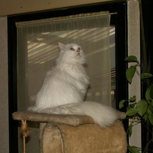 Unsere neue Mitbewohnerin. Wir haben sie umbenannt. Hieß Zoe. Nun wird sie Alisha (kleine Prinzessin) gerufen.