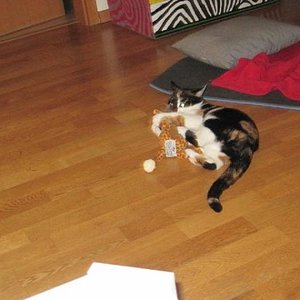 sammy und ihre giraffe