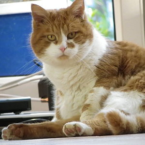 Teddy1 von Kitty2303