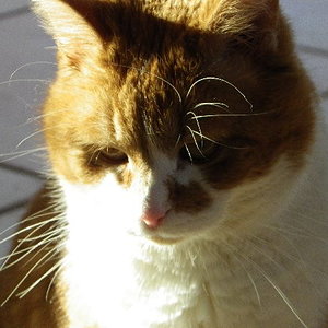 Teddy2 von Kitty2303