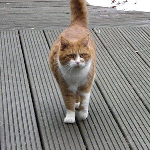 Teddy3 von Kitty2303