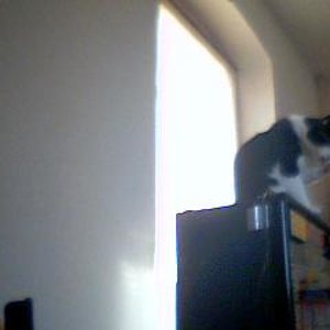 Ich spass auf das meine Katzen Vater keine Geld Rein Steckte