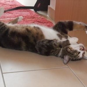 alle viere von sich gestreckt - LUI - wie lange müssen wir noch auf Dich warten ?! ..wo bist du nur?? :````-((