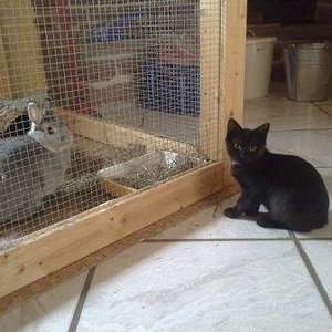 Duuuu, Dosiiiii, die Mieze hinter dem Gitter sieht aber komisch aus... Darf ich die mal von nahem sehen? ;)