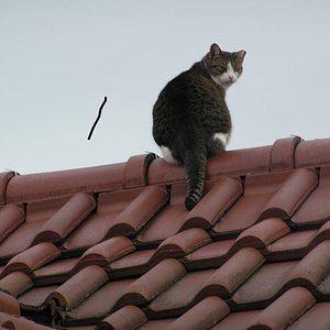 Wo iss jetzt der Vogel?