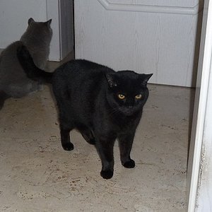 Merlin und seine Süße