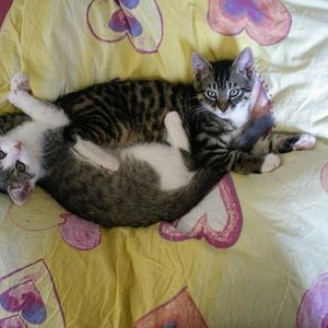 Ying & Yang alias Kitty & Felix (Sommer 2010)