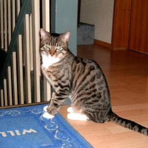 Felix vom Grieshof Januar 2011