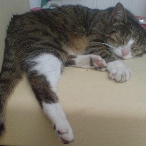 imperial januar 2011 001