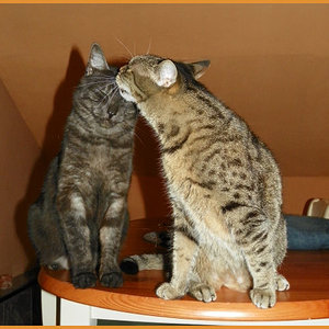 Kumpels...mal mehr, mal weniger :-)