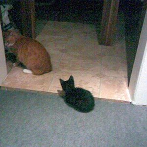 10062009

Baghira will nicht zu seinem Napf, sondern stellt sich beim Onkel Garfield an ;p