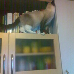 Coco in der Küche :)