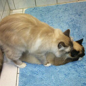 Mickey wärend er Coco deckt