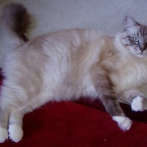 Der Deckkater von Cocos Babies