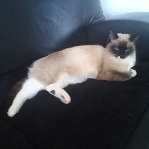 Coco (26er Tag der Trächtigkeit)