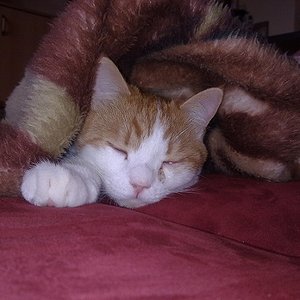 Tiger schläft gern unter ner Decke egal welche Art.