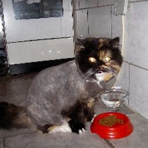 frisch vom frisör gekommen :-)