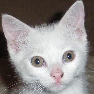 da war unser Fuzzy 7 Wochen alt