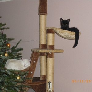 unsere Weihnachtskatzen 2010