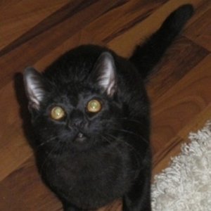 Benny die Neugiersnase