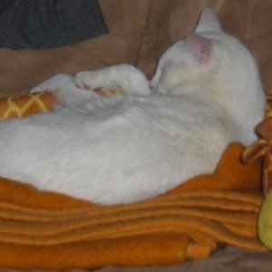 Fuzzy und seine Elly