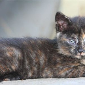 unsre freche Jelly Bee