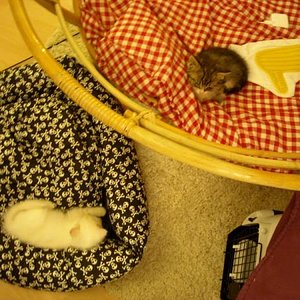 erster tag "daheim" und 7 wochen alt
(die zwei "herbstkatzal" wurden auf nem verwahrlosten bauerhof gefunden)