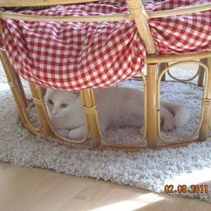 mili in seinem allerliebsten lieblingsversteck :)