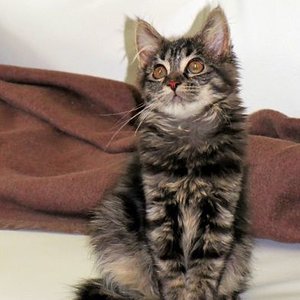 ich bin die schönste