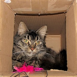 ich hab jetzt ein neues eigenheim (da war eigentlich eine katzenwippe drin), aber kartons sind viel schöner:-)