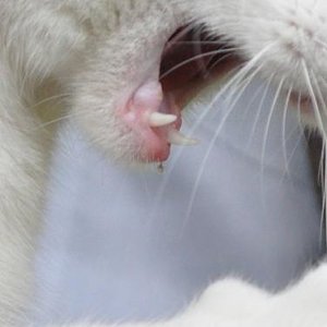 AKF 1405 bienenstachel