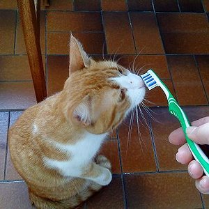 Merle!? Zähneputzen nicht vergessen, ne!?