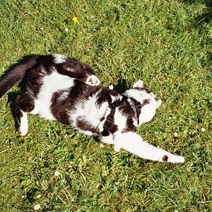 JIPPPIIEEEE - RASEN!!!! ROLLEN!!!!