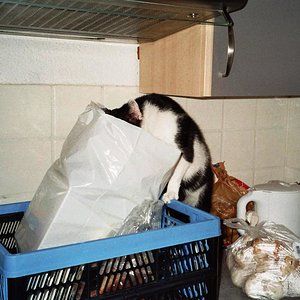 So, ich räume dann schon mal die Einkäufe aus...