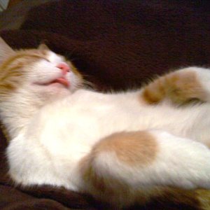 Immer diese betrunkenen Katzen...